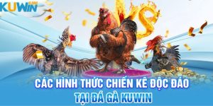 Trường gà Thomo tại Kuwin - Sân chơi cá cược tỉ lệ thắng cao